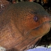 moray_giant_han_nmal_h_0006_mal0869.jpg
